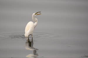 Bayville photo print